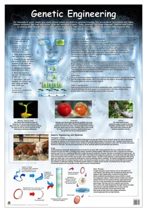 CHART GENETIC ENGINEERING