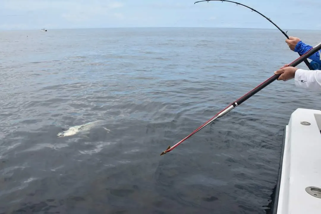 Moneyshot Commercial Harpoon - 18S